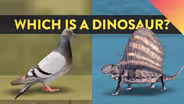 What Is A Dinosaur And What Isn’t a Dinosaur?