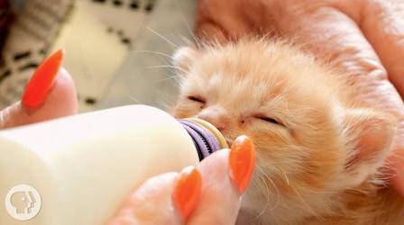 Video thumbnail: Deep Look How Kittens Go From Clueless to Cute