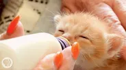 How Kittens Go From Clueless to Cute