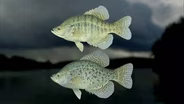 Crappie Fishing; Dressing Big Game; Invasive Species
