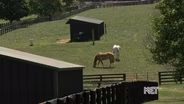 Equine Therapy