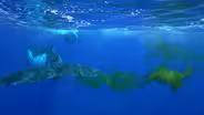 Could Whale Poop Help Cool the Planet?
