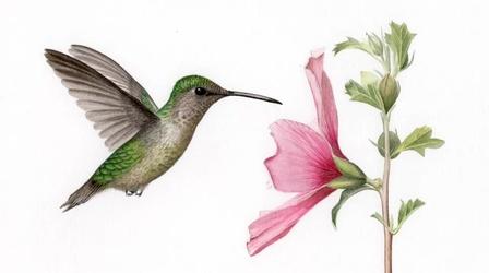 Video thumbnail: OPB Science From the Northwest Artist Nora Sherwood, Flora and Fauna Illustration