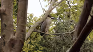 Black-Crowned Night Herons at Lincoln Park Zoo