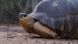 The Slowest Stampede on Earth | In Her Nature: asset-mezzanine-16x9