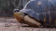 The Slowest Stampede on Earth | In Her Nature