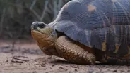 The Slowest Stampede on Earth | In Her Nature