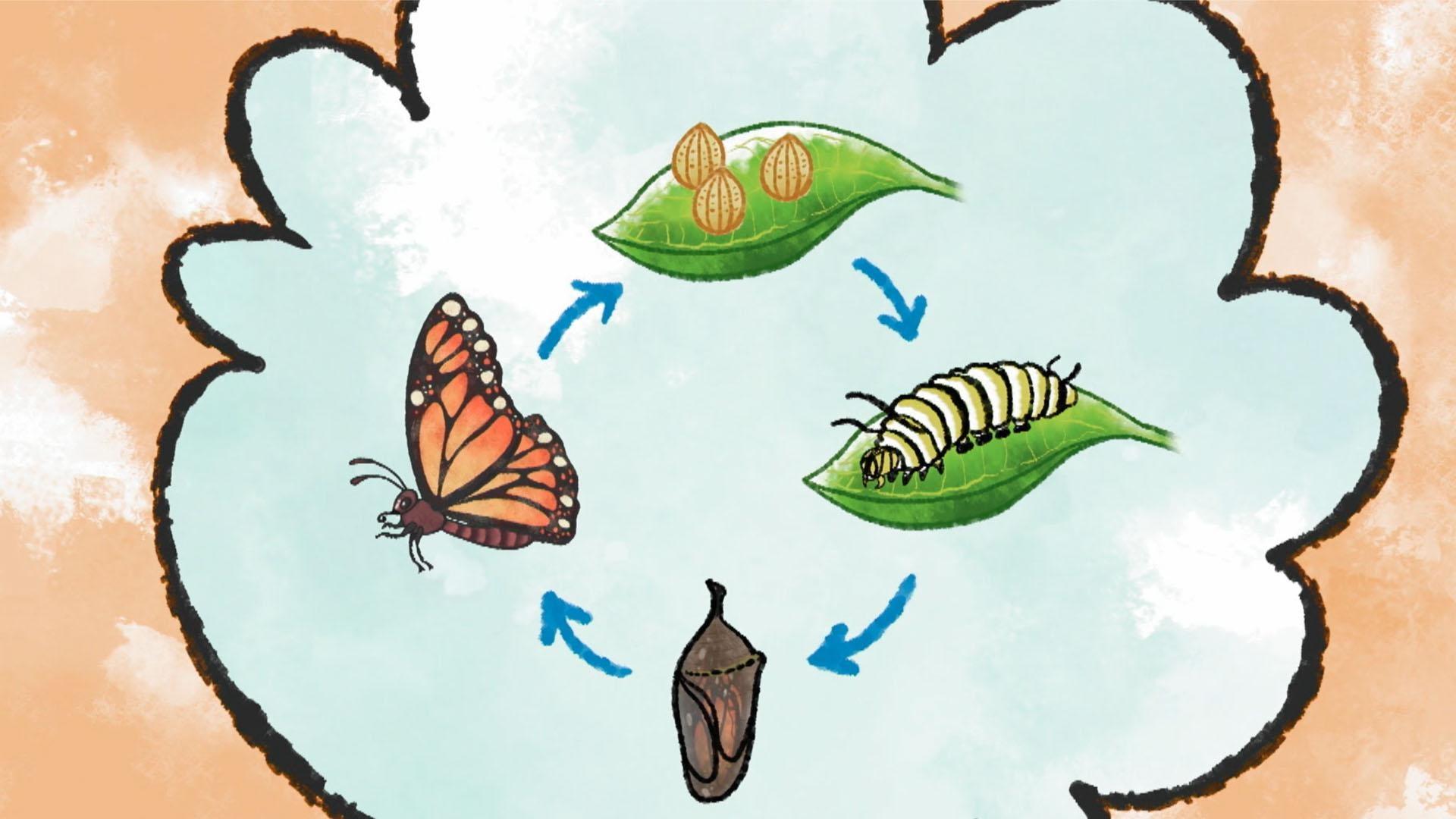 That's So Interesting!: Why Do Caterpillars Turn Into Butterflies?