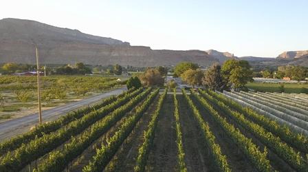 Video thumbnail: Arts District Explore Western Colorado Vineyards from the Sky