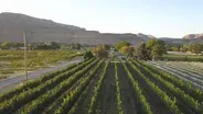 Explore Western Colorado Vineyards from the Sky