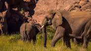 Elephant Encounter
