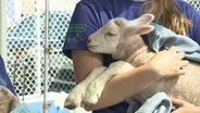 State Fair, Gov. Walz, Baby Animals