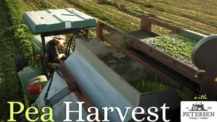 Pea Harvest at Petersen Family Farm