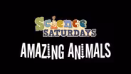 Science Saturdays - Amazing Animals