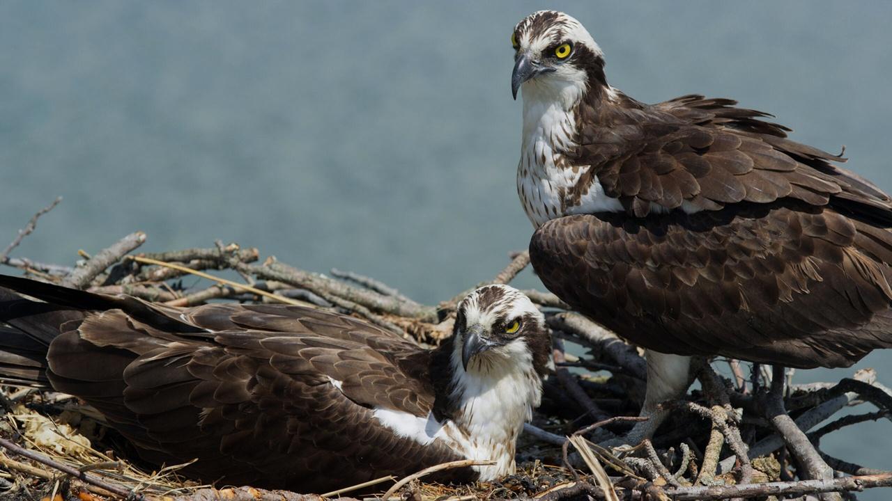 Nature | Osprey Pair Guards Nest From Intruders