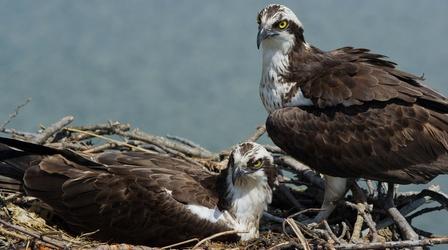 Osprey Pair Guards Nest From Intruders