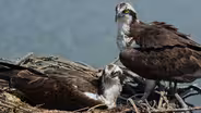 Osprey Pair Guards Nest From Intruders