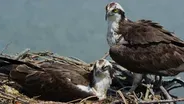 Osprey Pair Guards Nest From Intruders