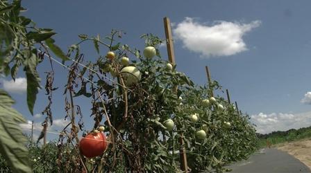 Video thumbnail: Spotlight on Agriculture First Generation Farmers