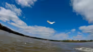 Invasive Carp of Kentucky