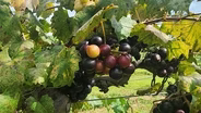 2025 FAMU Grape Harvest Festival