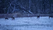 Deer Hunt on the First Snowfall; Heroic Young Hunter