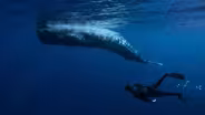 Whales and Us
