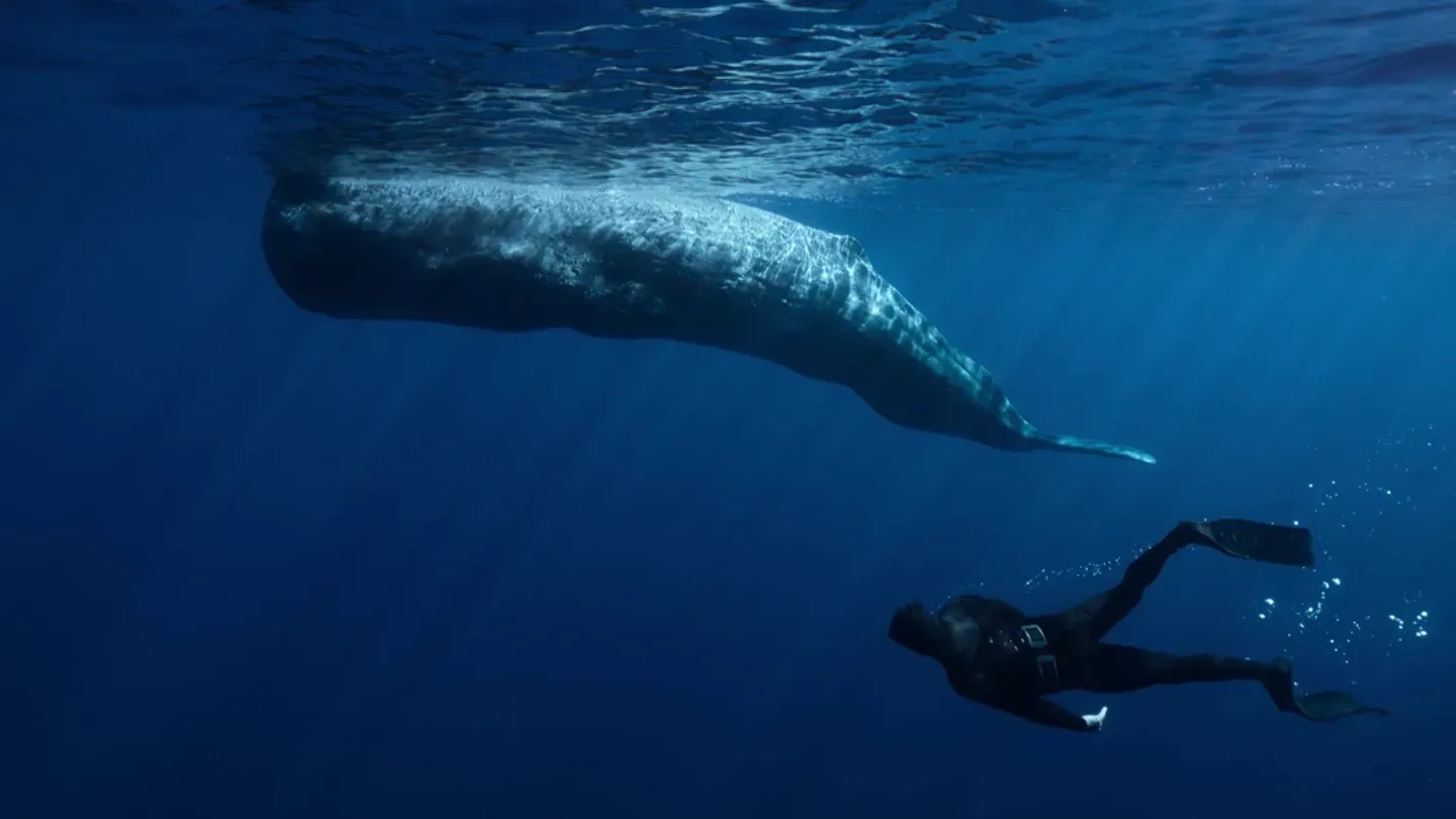 Whales and Us