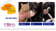 05/08/2025 | Othello, Joe and Spicy Mayo | Mark's Furry Friends