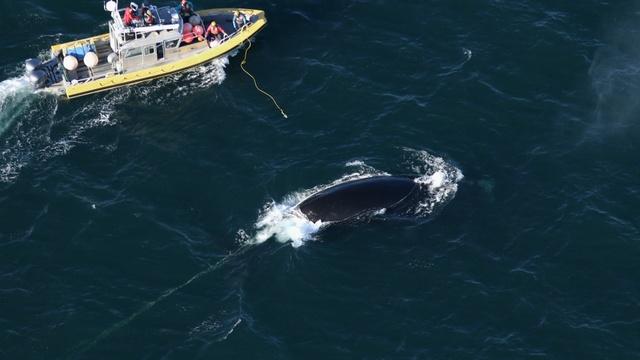 Scientists Attempt To Free Entangled Right Whale