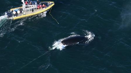 Video thumbnail: NOVA Scientists Attempt To Free Entangled Right Whale