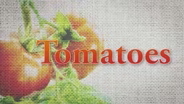 Tomatoes