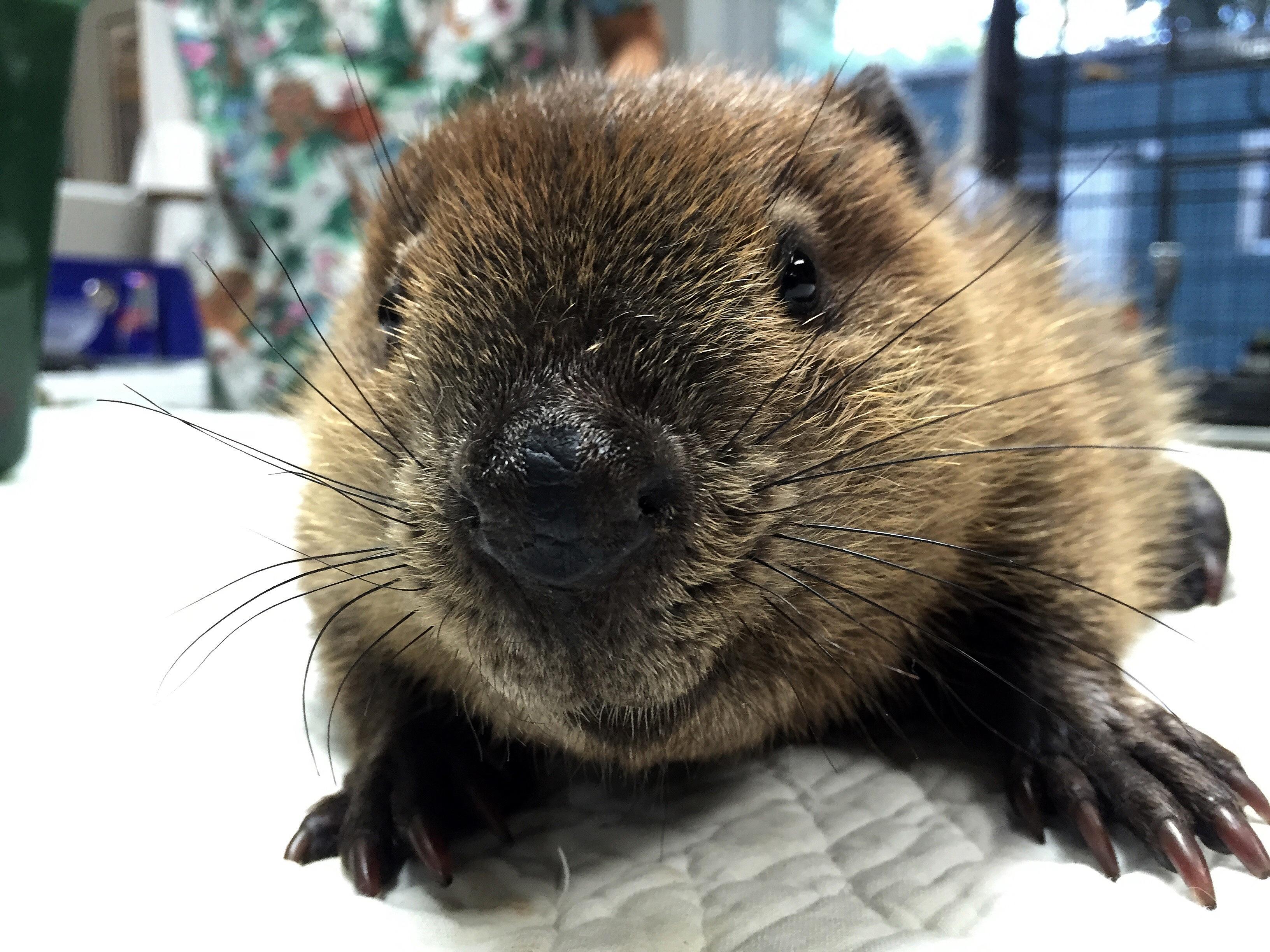 Beaver Rescue, Rehab, & Release