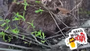 Writing About Wetlands and Their Importance | Mrs. Mask | Read, Write, ROAR!