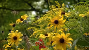 Clippings: Native Plants