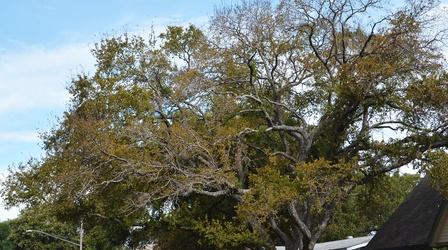 Video thumbnail: Central Texas Gardener Why Trees are Key in Climate Change Challenge