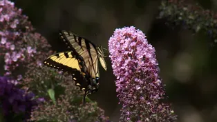 Plants to Attract Butterlies & Green Roof Project