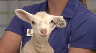 Live Animal