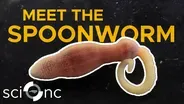 What is a spoonworm?