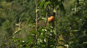 Video thumbnail: Virginia Home Grown Food & Community at Farfields Farm