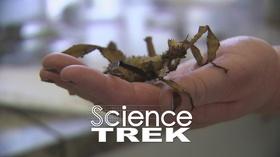 Video thumbnail: Science Trek Kingdoms of Life: Classify it!
