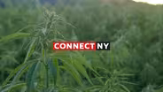 Connect NY: Cannabis Comes to New York