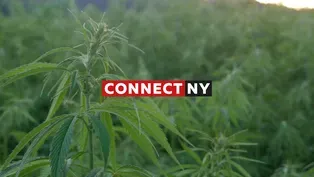 Connect NY: Cannabis Comes to New York