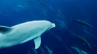 Dolphin Megapod Caught on Camera
