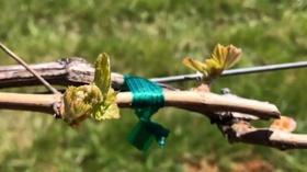 Video thumbnail: UnWine'd Pollak Vineyards