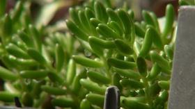 Video thumbnail: Virginia Home Grown Virginia Home Grown: Full Pocket Farm