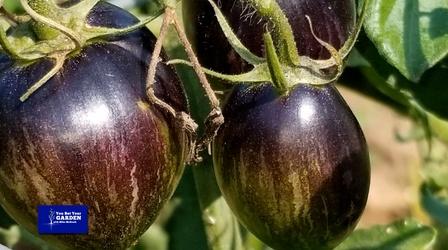 Video thumbnail: You Bet Your Garden You Bet Your Garden S4 Ep5 Last Minute Tomatoes