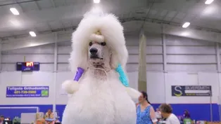 The Art of the Dog Show