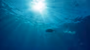 The Fish In The Sea