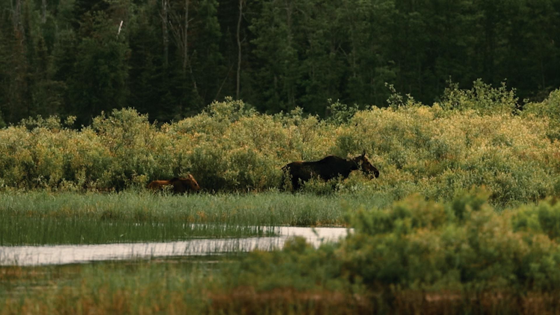 Travel Minnesota’s iconic gunflint trail and visit the Chik-Wauk Museum and Nature Center.